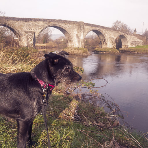 A small black terrier dog on a walk at Stirling.