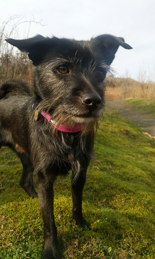 A small black terrier dog on a walk at Stirling.