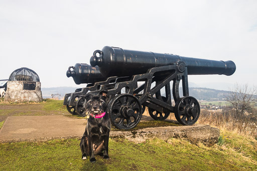 A small black terrier dog on a walk at Stirling.