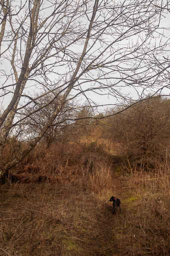 A small black terrier dog on a walk at Stirling.