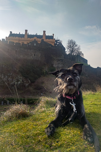 A small black terrier dog on a walk at Stirling.