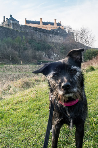 A small black terrier dog on a walk at Stirling.