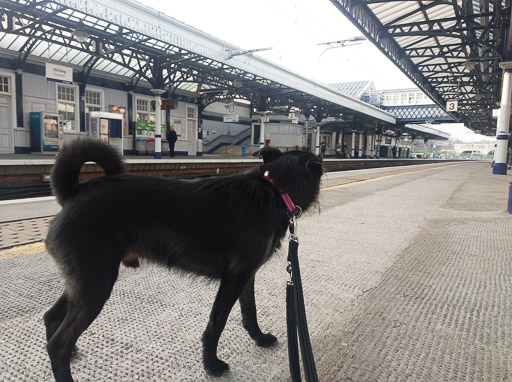 A small black terrier dog at Stirling Station.