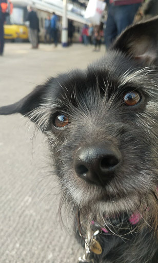 A small black terrier dog at Stirling Station.