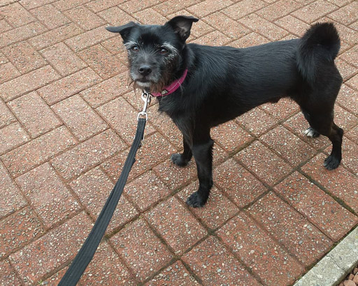 A small black terrier dog at Gilshochill Station.