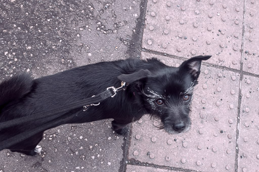 A small black terrier dog on a walk at Barnhill.