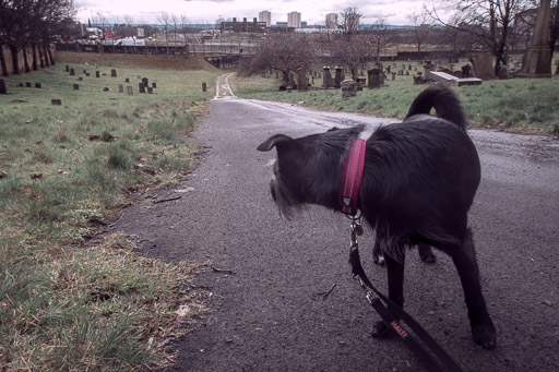 A small black terrier dog on a walk at Barnhill.