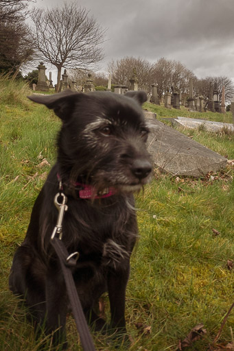 A small black terrier dog on a walk at Barnhill.