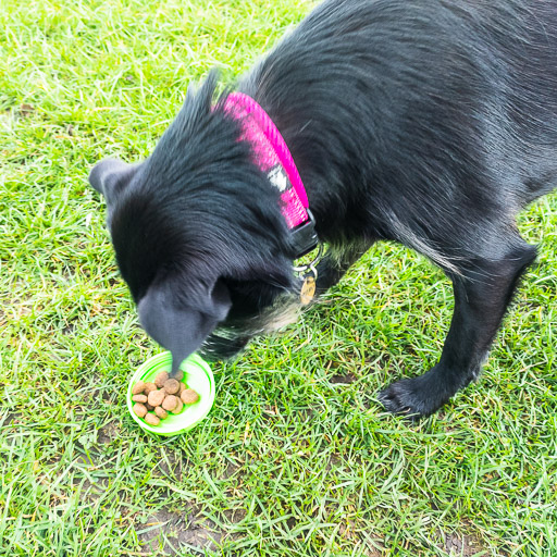 A small black terrier dog on a walk at Springburn.