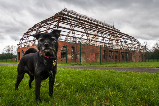 A small black terrier dog on a walk at Springburn.