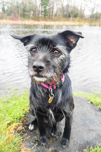 A small black terrier dog on a walk at Springburn.