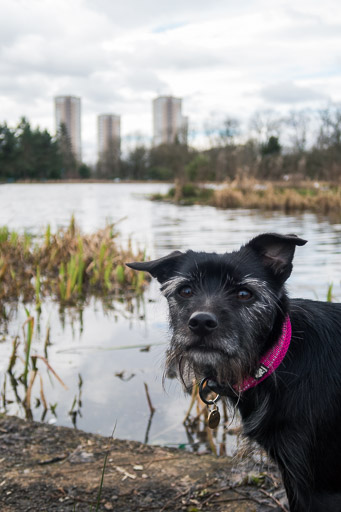 A small black terrier dog on a walk at Springburn.