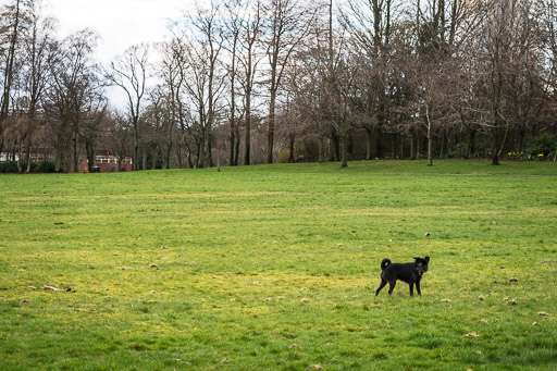 A small black terrier dog on a walk at Springburn.