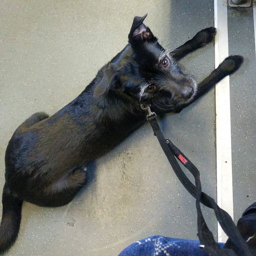 A small black terrier dog on a train between Springburn and Glasgow Queen Street.