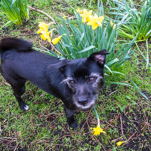 A small black terrier dog on a walk at Alexandra Parade.