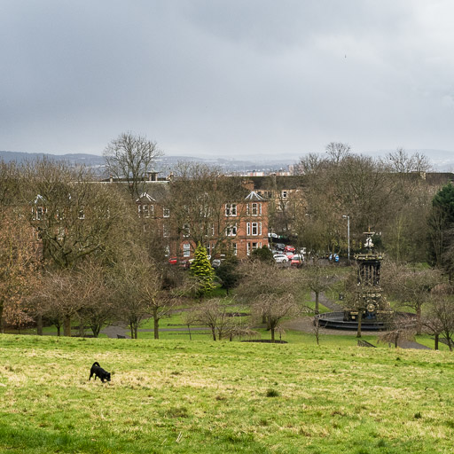 A small black terrier dog on a walk at Alexandra Parade.