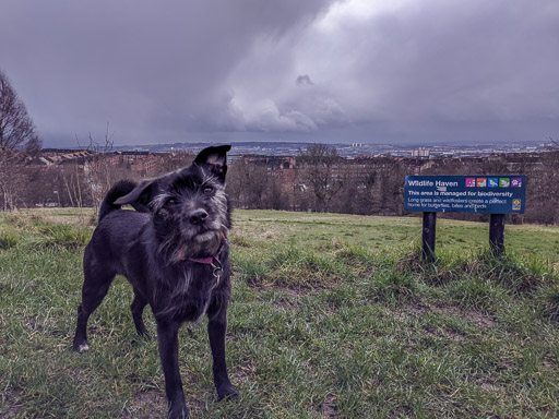 A small black terrier dog on a walk at Alexandra Parade.