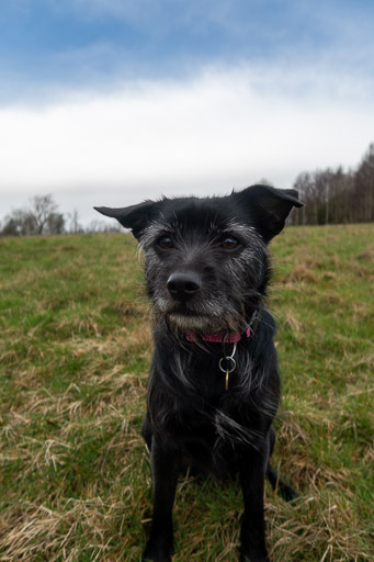 A small black terrier dog on a walk at Alexandra Parade.