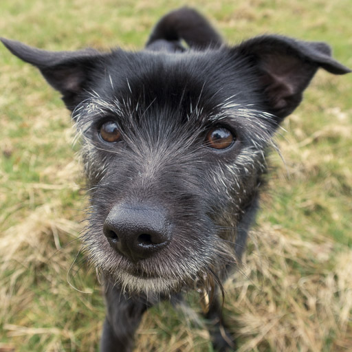 A small black terrier dog on a walk at Alexandra Parade.