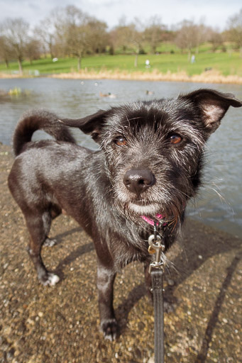 A small black terrier dog on a walk at Alexandra Parade.