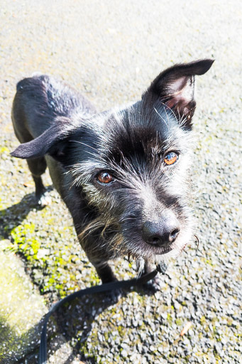 A small black terrier dog on a walk at Alexandra Parade.