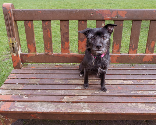 A small black terrier dog on a walk at Alexandra Parade.