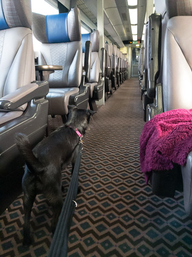 A small black terrier dog on a train between Aberdeen and Glasgow Queen Street.