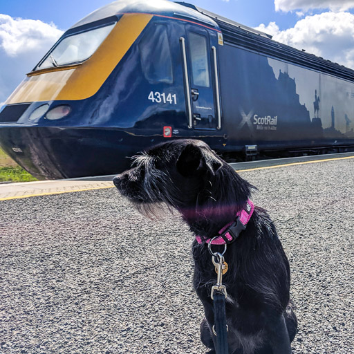 A small black terrier dog onboard 043141 at Leuchars (For St. Andrews).