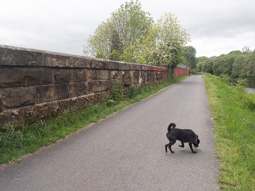 A small black terrier dog on a walk between Kelvindale and Westerton.