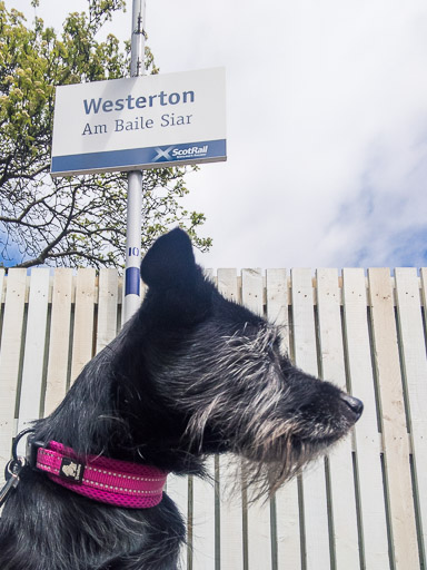 A small black terrier dog at Westerton Station.