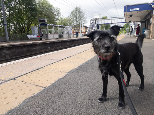 A small black terrier dog at Westerton Station.