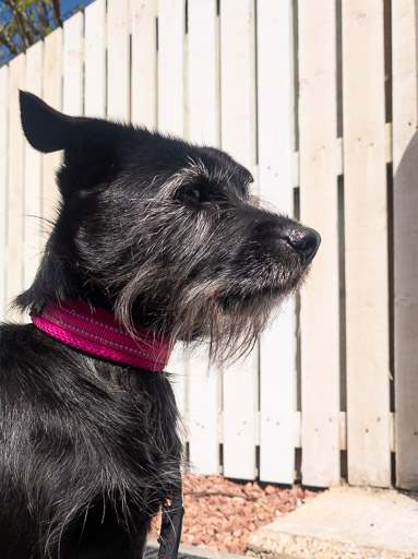 A small black terrier dog at Westerton Station.