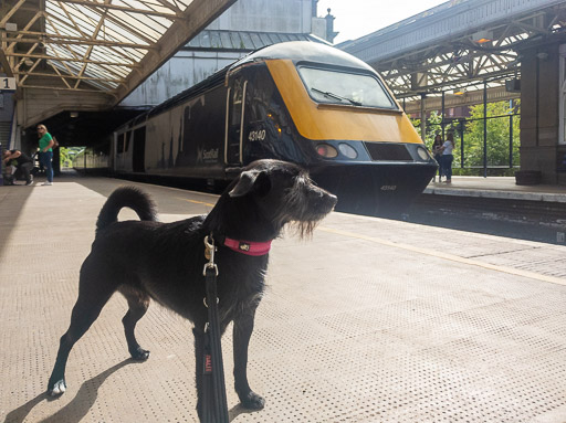 A small black terrier dog at Arbroath Station.