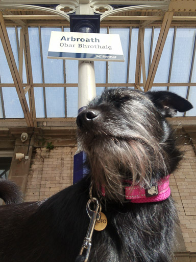 A small black terrier dog at sign Station.