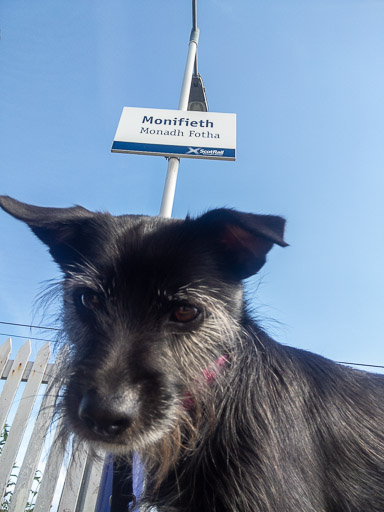 A small black terrier dog at Monifieth Station.