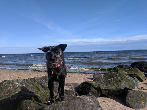 A small black terrier dog on a walk between Monifieth and Balmossie.