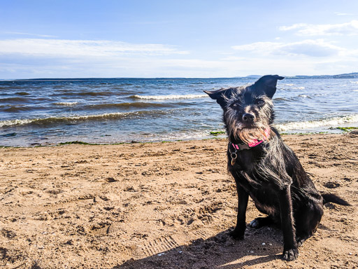 A small black terrier dog on a walk between Monifieth and Balmossie.