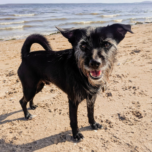 A small black terrier dog on a walk between Monifieth and Balmossie.