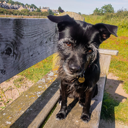 A small black terrier dog on a walk between Monifieth and Balmossie.