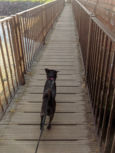 A small black terrier dog on a walk between Monifieth and Balmossie.