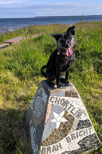 A small black terrier dog on a walk between Monifieth and Balmossie.