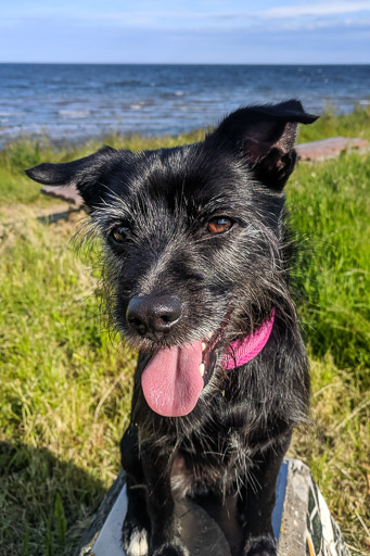 A small black terrier dog on a walk between Monifieth and Balmossie.