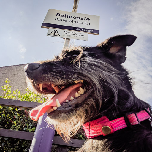 A small black terrier dog at Balmossie Station.