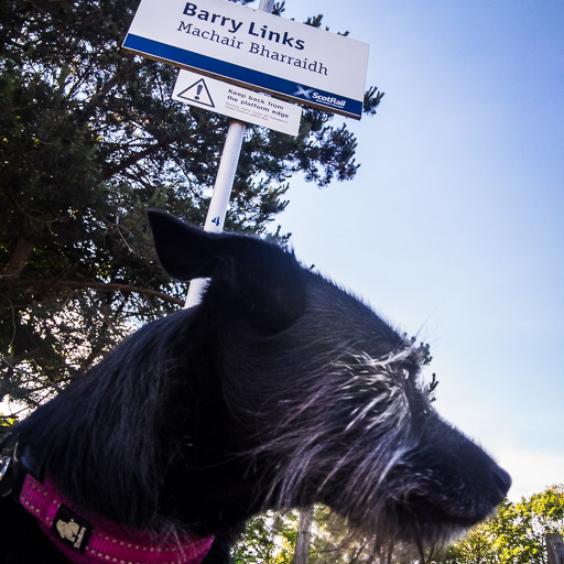 A small black terrier dog at Barry Links Station.