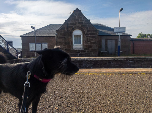 A small black terrier dog at Barry Links Station.