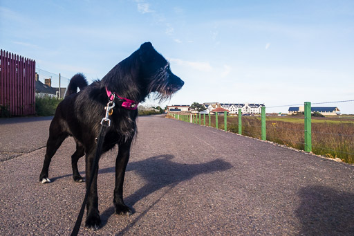 A small black terrier dog on a walk between Barry Links and Golf Street.