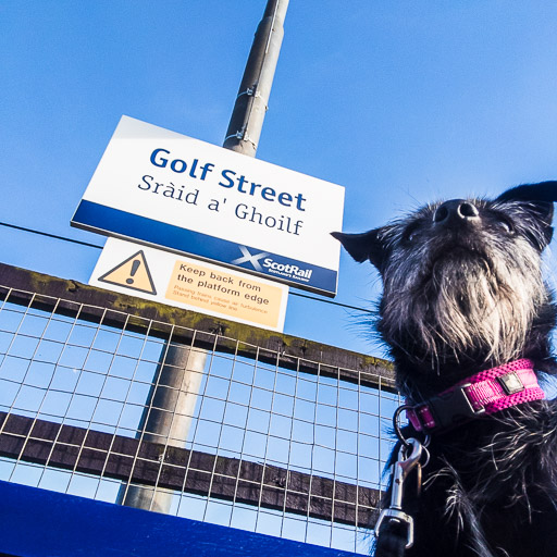 A small black terrier dog at Golf Street Station.