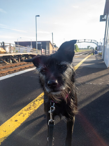 A small black terrier dog at Golf Street Station.