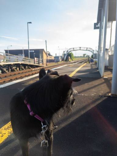 A small black terrier dog at Golf Street Station.