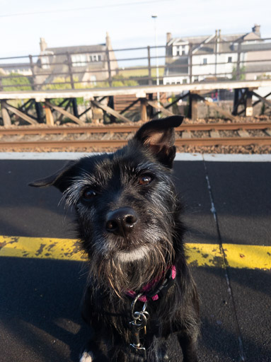 A small black terrier dog at Golf Street Station.